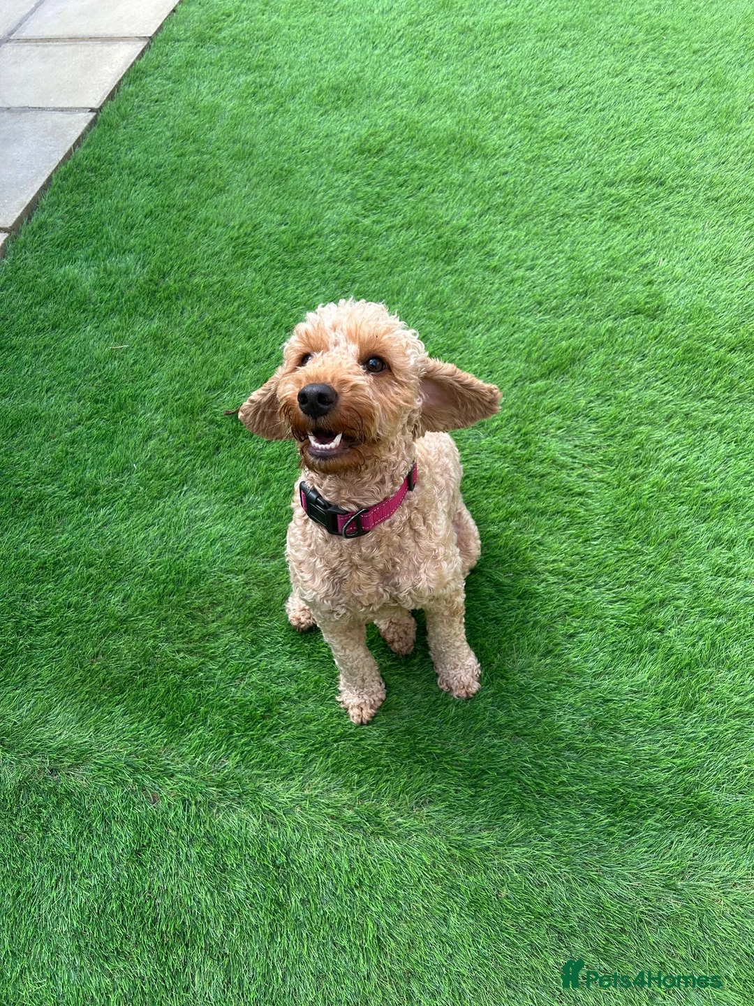 Cockapoo dogs for sale: Rosie - Cockapoo - Advert 4