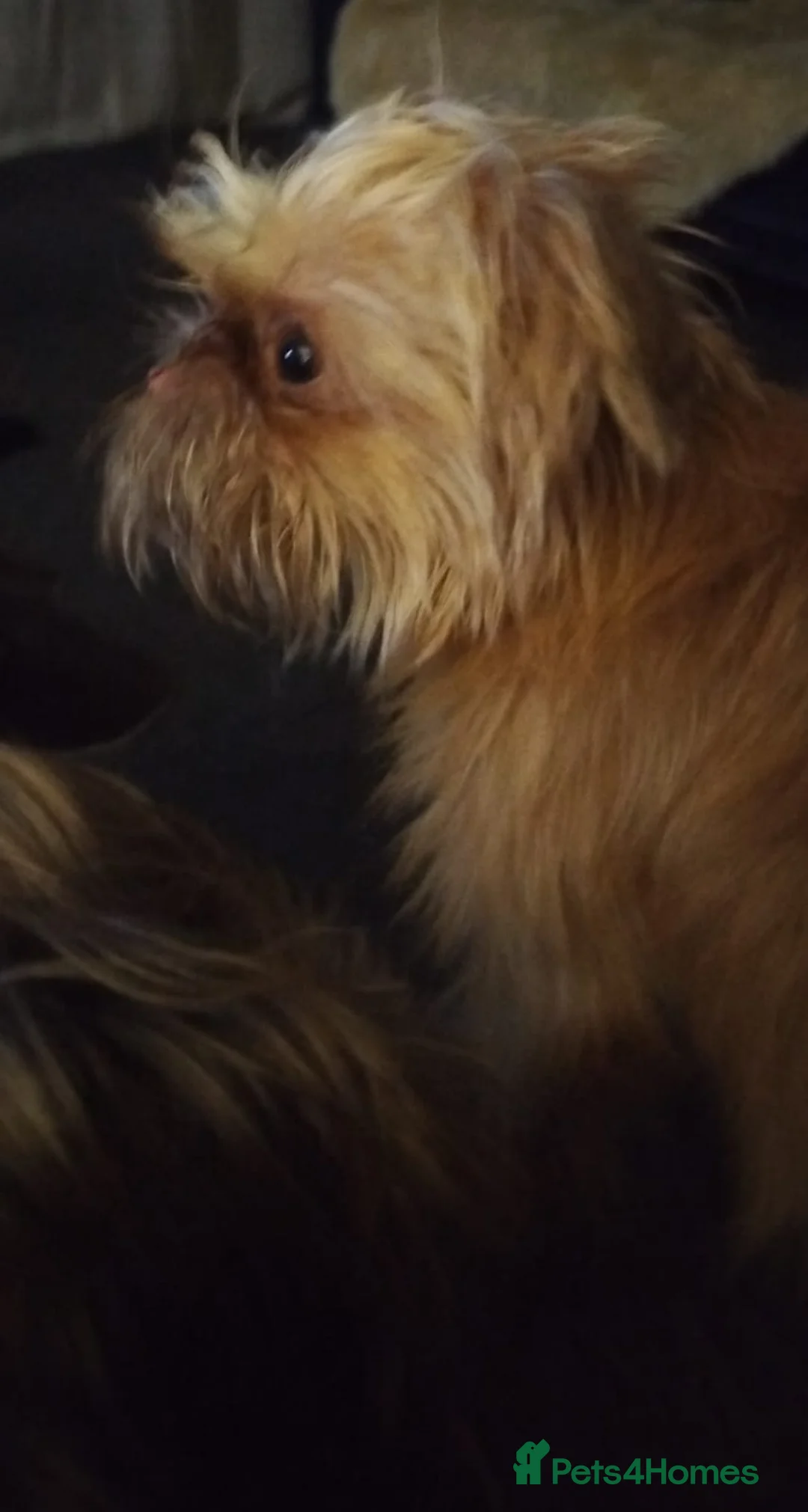 Griffon Bruxellois dogs for sale: Mini Chocolate Fawn Male - Advert 2