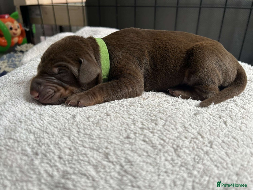 Dobermann dogs for sale: Beautiful litter of Doberman puppies  - Image 15