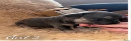 French Bulldog dogs for sale: 2 Female pedigree French bulldog puppies  - Advert 12