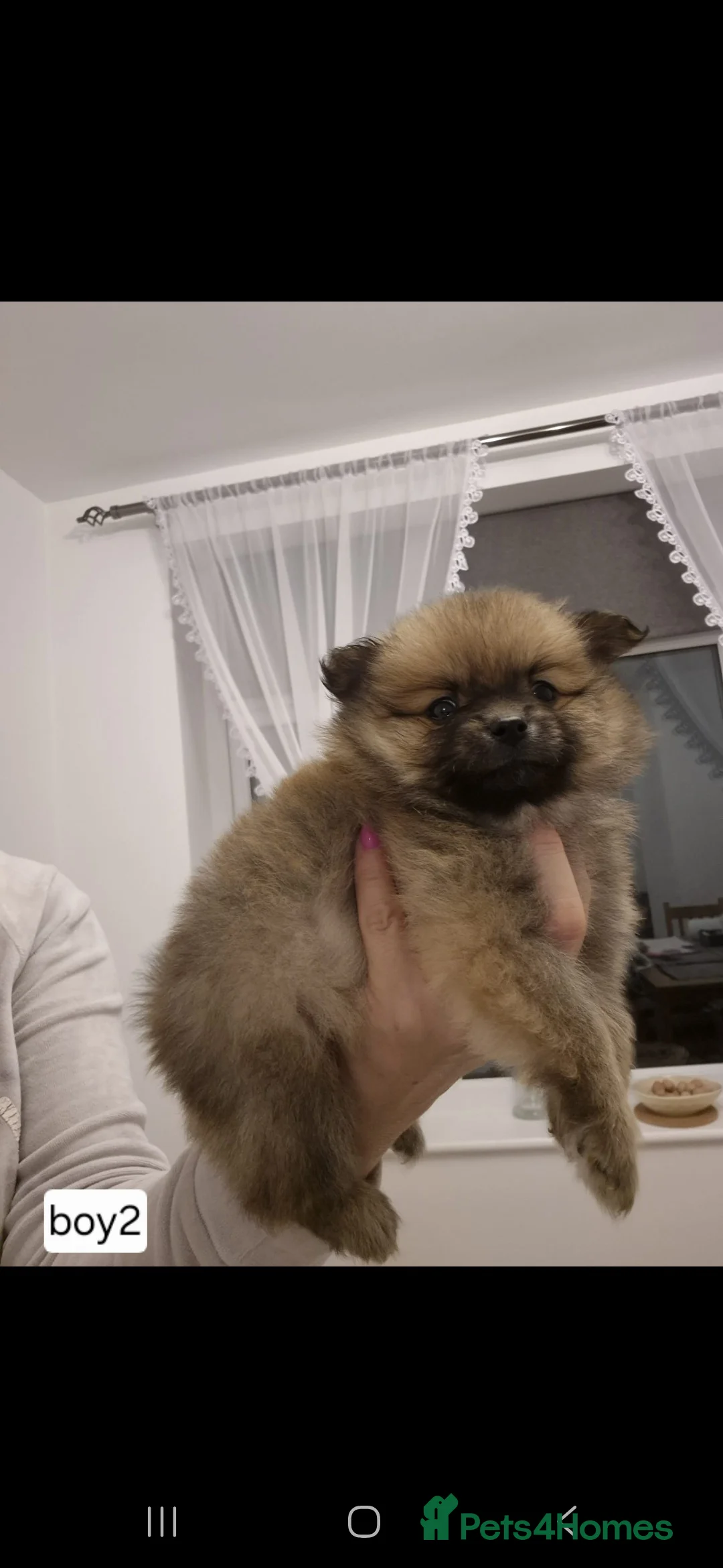 Pomeranian dogs for sale: Puppy pomeranian - Advert 8