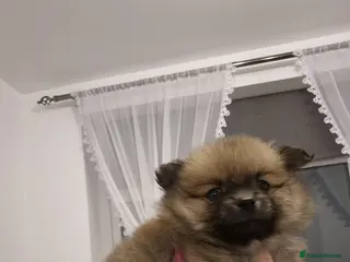 Pomeranian dogs Puppy pomeranian - Advert 18