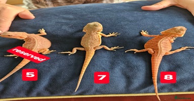 Bearded Dragon reptiles - Advert 5
