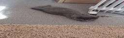 Ragdoll cats for sale: Only grey male available  - Advert 3