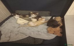 Maine Coon cats for sale: Kittens - Image 1