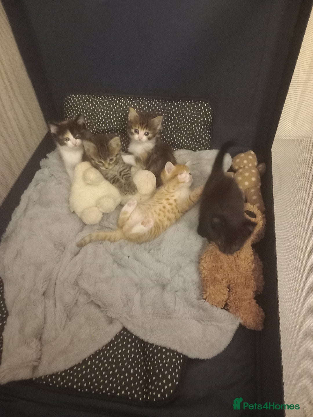 Maine Coon cats for sale: Kittens - Image 1