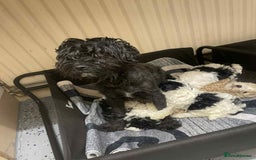 Mixed Breed dogs for sale: 4 little ones looking for a new home ❤️🩵💙 - Image 2