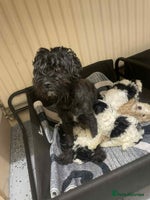 Mixed Breed dogs - Advert 2