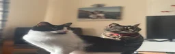 Mixed Breed cats for sale: Male and Female Adult - Advert 5