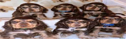 Cocker Spaniel dogs for stud: KC REGISTERED CHOCOLATE SABLE MALE  - Advert 4