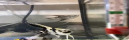 Angelfish fish for sale: Angel fish (California)  - Advert 2