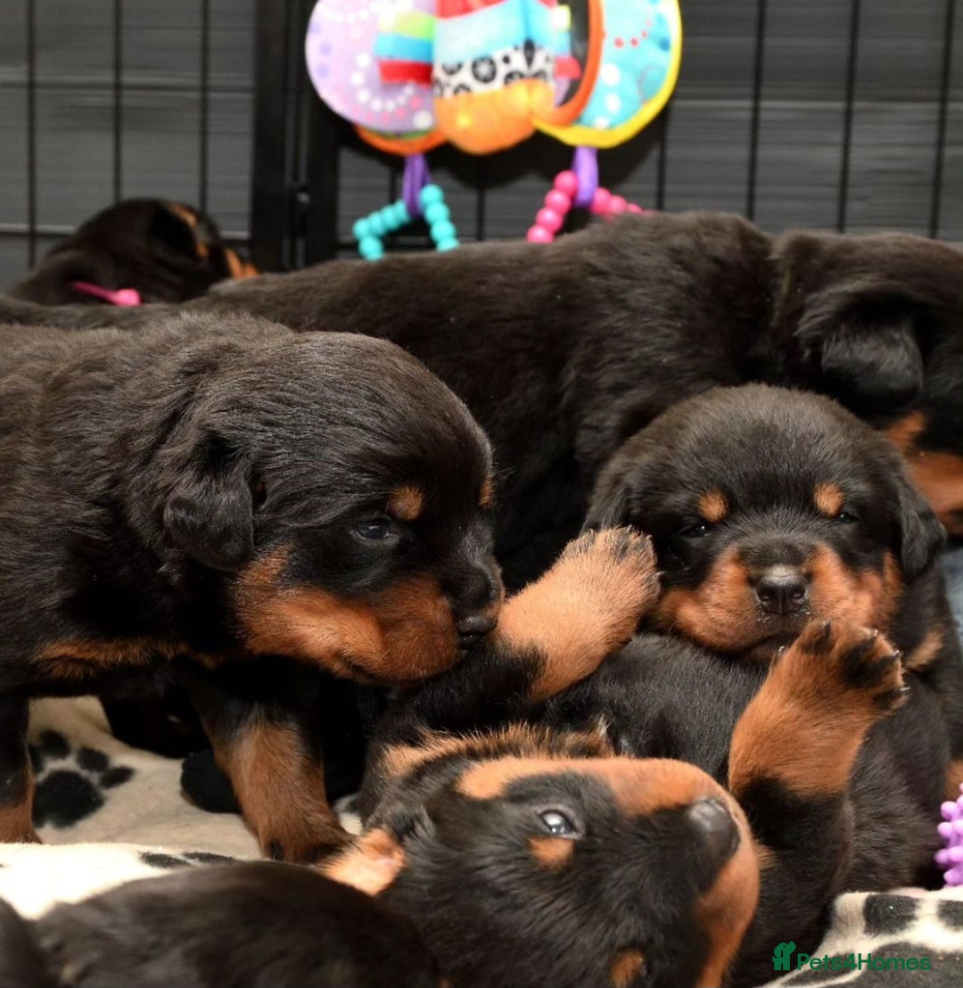 Rottweiler dogs for stud: Onex de Tierra Ibera now available for stud in Newark - Image 8