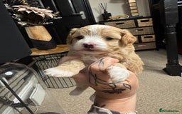Maltipoo dogs for sale: Teddy bear maltipoo puppies  - Image 18