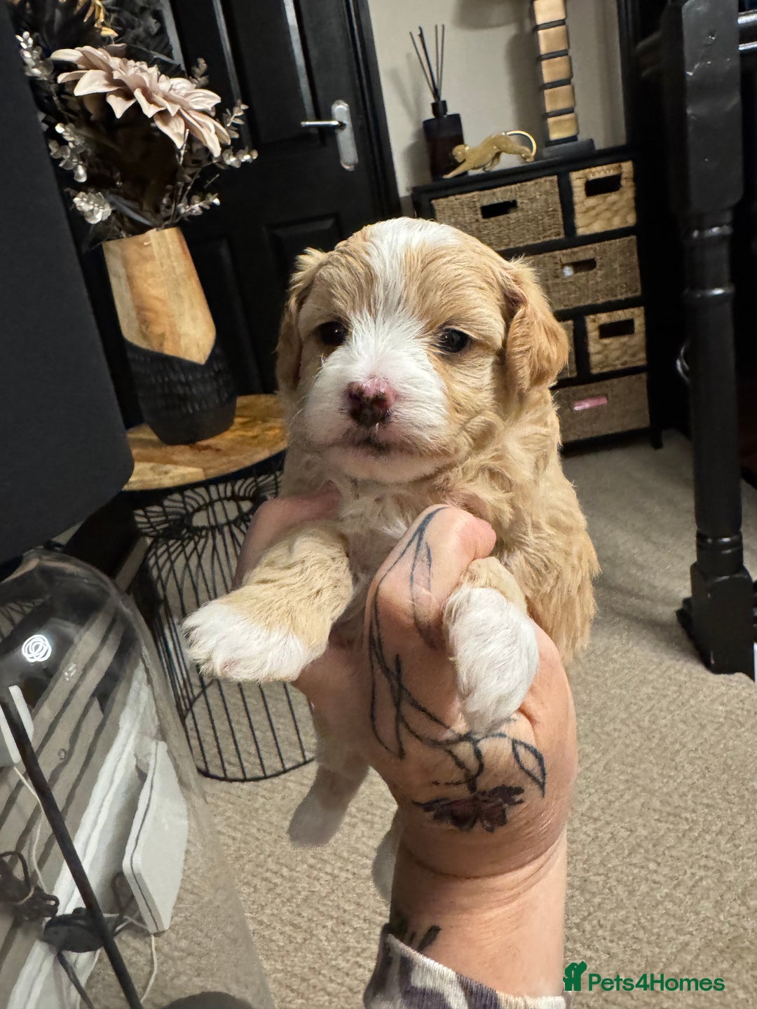 Maltipoo dogs for sale: Teddy bear maltipoo puppies  - Image 18