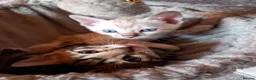 Bengal cats for sale: Bengal Kittens in Langport - Advert 13