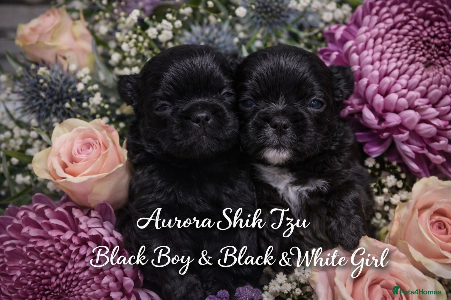 Shih Tzu dogs KC registered Black 🖤 and Chocolate 🤎 Beauties  - Advert 2