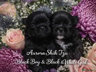 Shih Tzu dogs KC registered Black 🖤 and Chocolate 🤎 Beauties - Advert 2