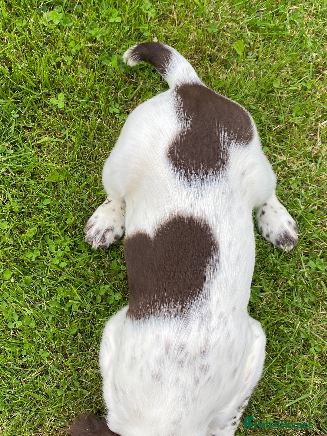 English Springer Spaniel dogs for sale: KC reg chunky springer - Image 2