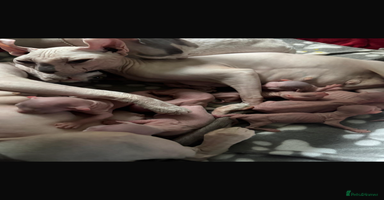 Sphynx cats - Advert 15