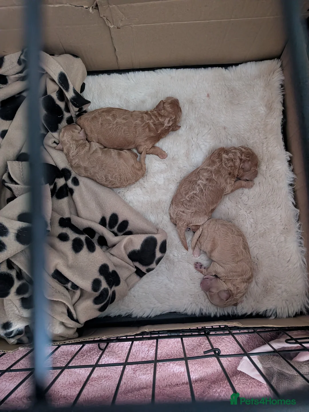 Toy Poodle dogs for sale: Toy poodle girls - Advert 6
