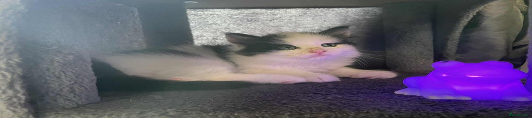 Maine Coon Kitten 4