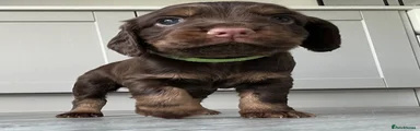 Rowan - Green Collar