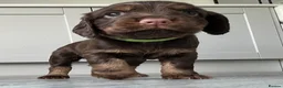 Cocker Spaniel dogs for sale: KC REGISTERED WORKING COCKER SPANIELS in Deeside - Advert 8
