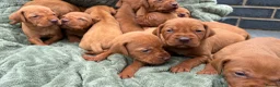 Hungarian Vizsla dogs for sale: 🐶Adorable KC Vizsla Puppies heart 💗🩵 in Machynlleth - Advert 22