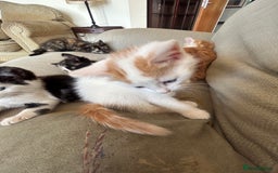 Mixed Breed cats for sale: 5 beautiful kittens  - Image 5