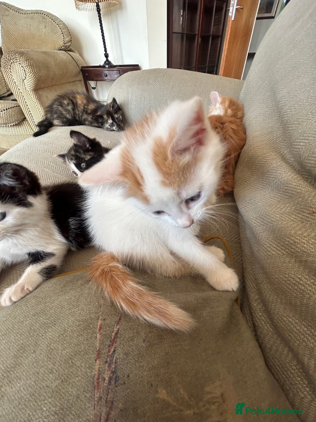 Mixed Breed cats for sale: 5 beautiful kittens  - Image 5