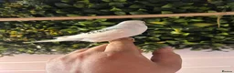 Budgerigars birds for sale: 2 baby budgies available tame to hand  in Walsall - Advert 4