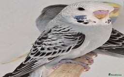 Budgerigars birds for sale: Beautiful Baby Budgies Ready now!!! - Image 10