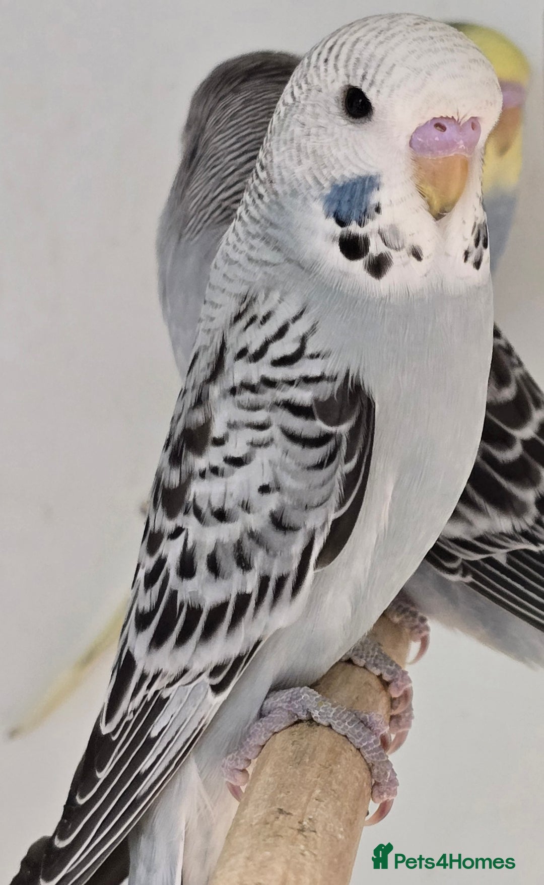 Budgerigars birds for sale: Beautiful Baby Budgies Ready now!!! - Image 10
