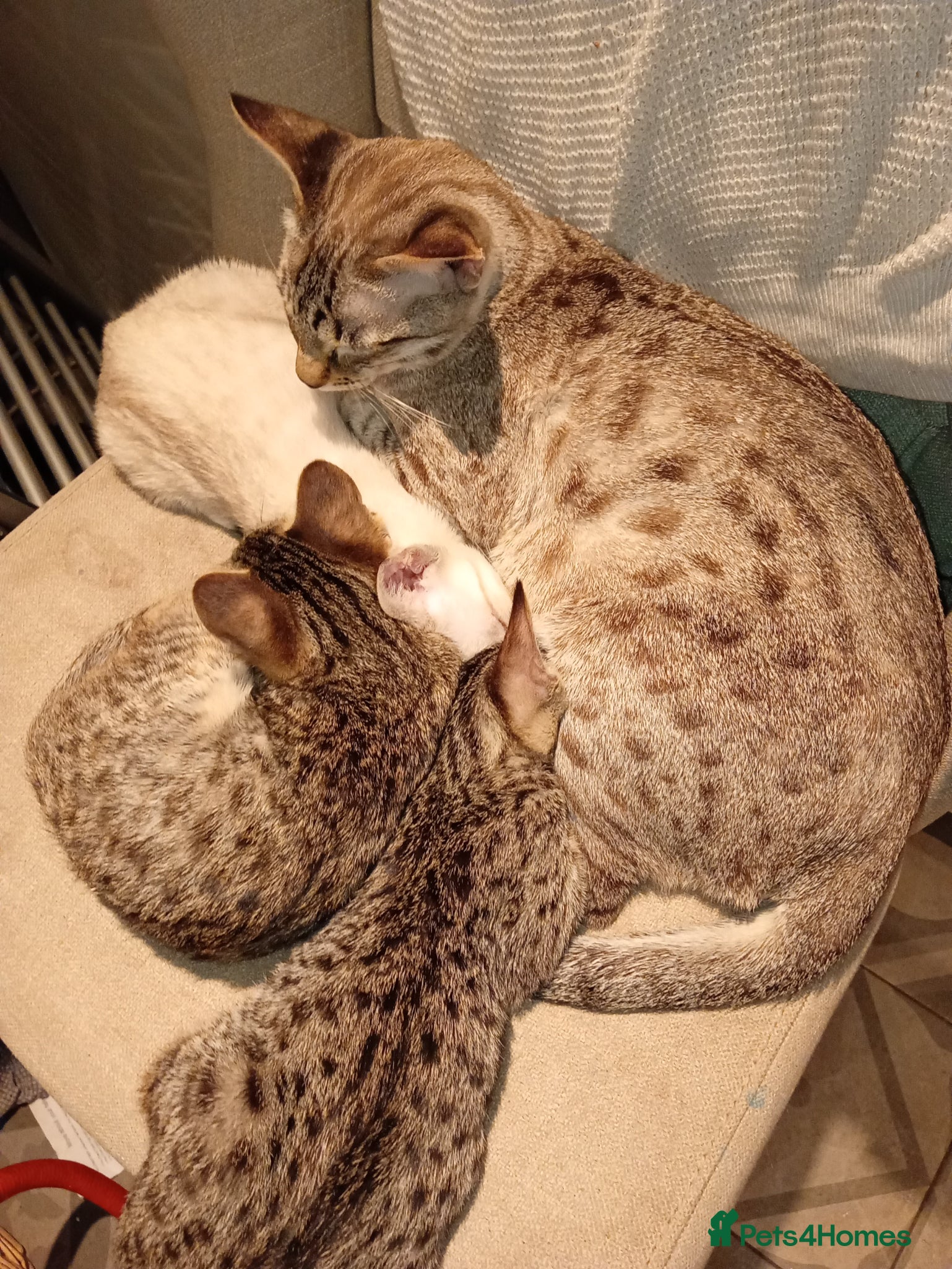 Savannah cats Snow White F3 Savannah - Advert 4