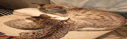 Savannah cats for sale: Snow White F3 Savannah in Romford - Advert 1