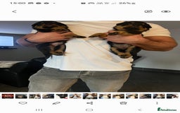 Rottweiler dogs for sale: Kc reg full German champion rottweiler puppies   - Image 6