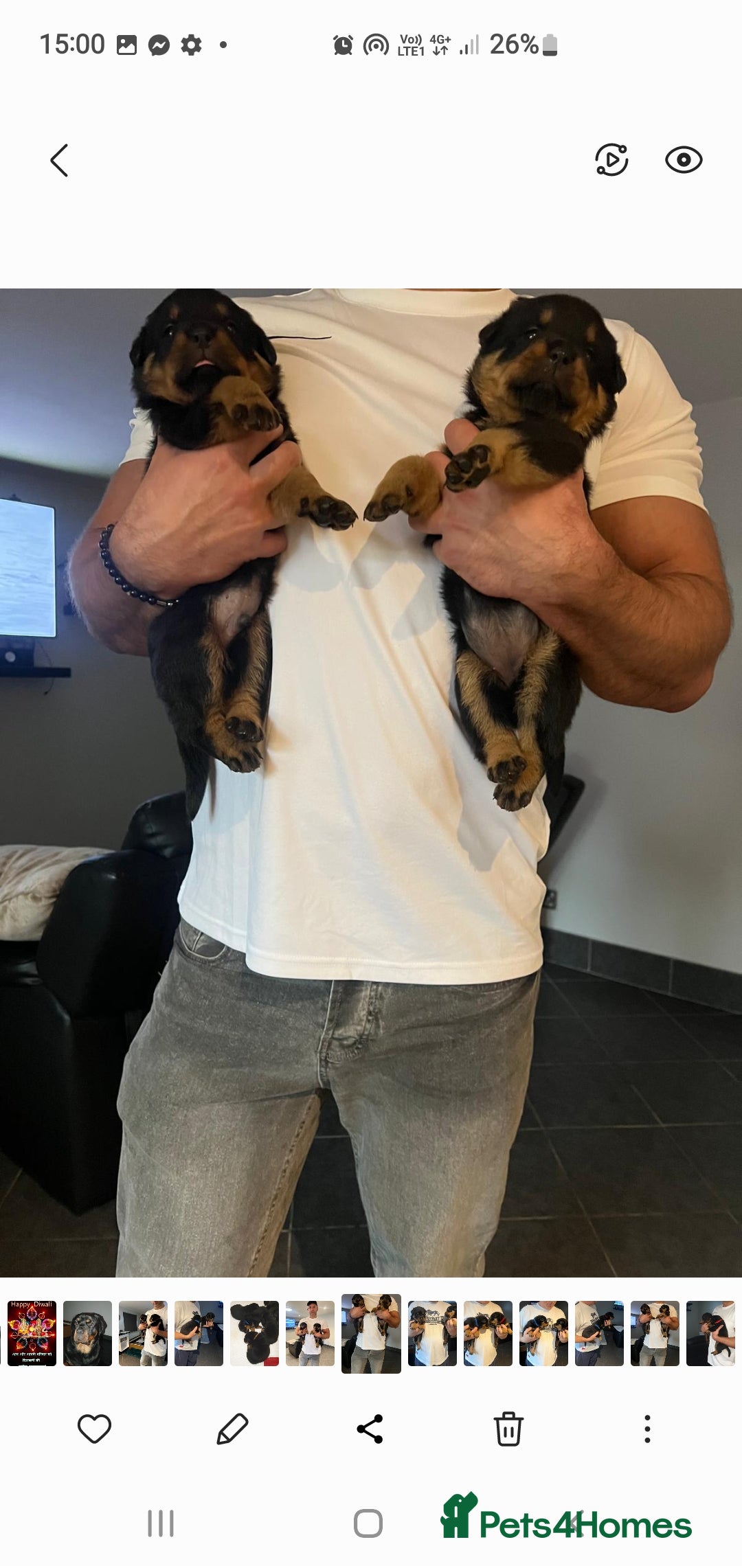 Rottweiler dogs for sale: Kc reg full German champion rottweiler puppies   - Image 6