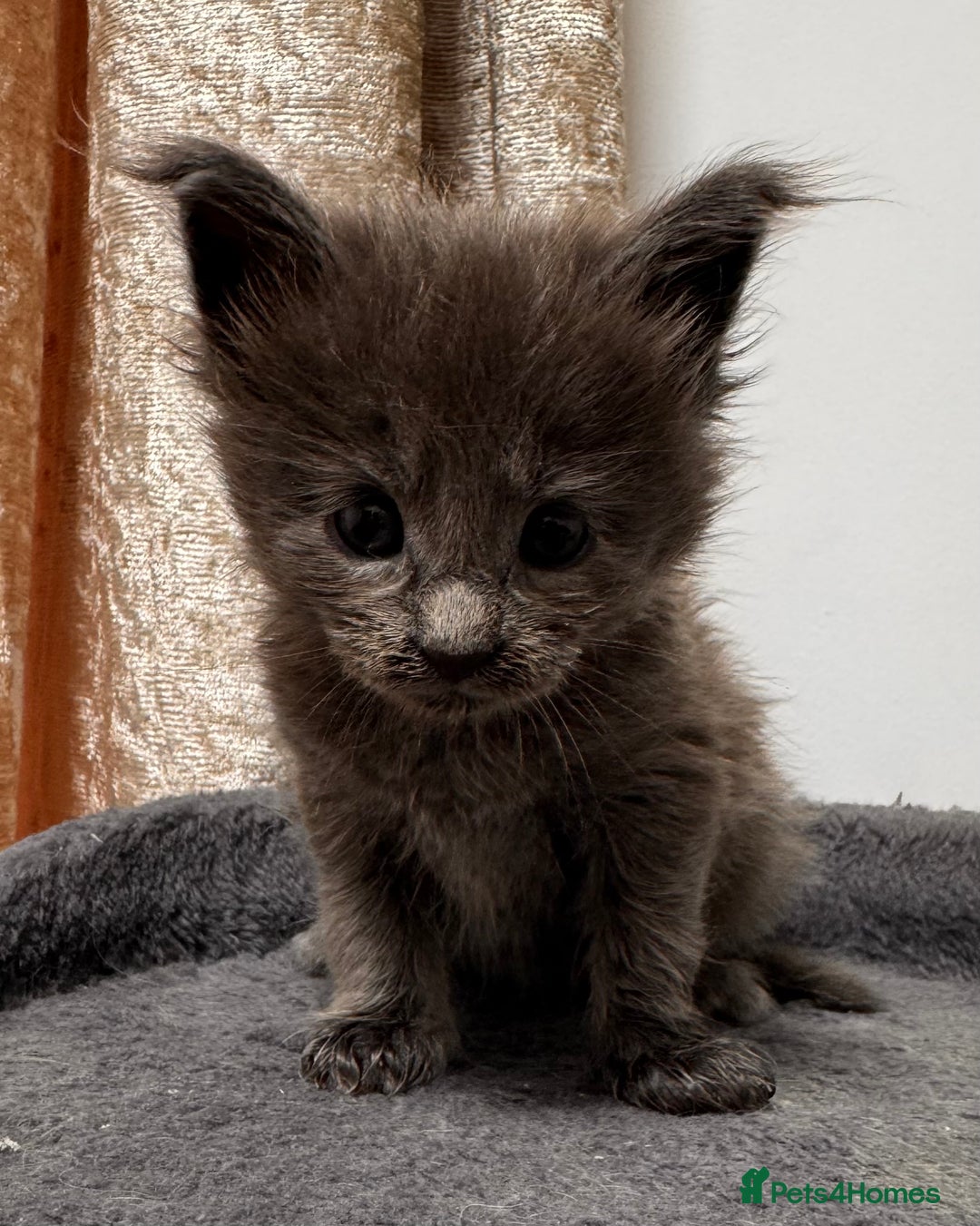 Maine Coon cats for sale: Purebred Blue Maincoon Kittens  - Image 19