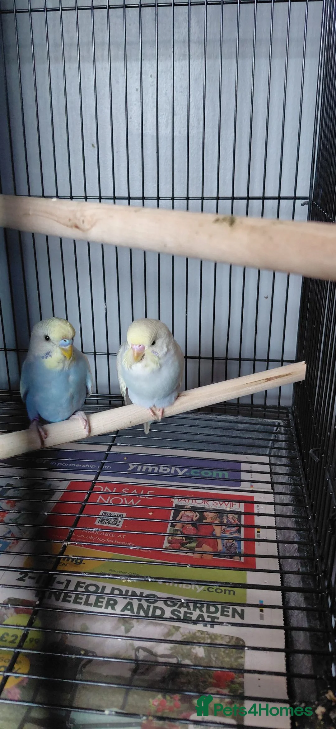 Budgerigars birds for sale: Budgies x2  - Advert 2