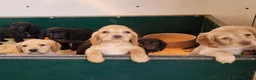Cocker Spaniel dogs for sale: Cocker Spaniel puppies  - Advert 5