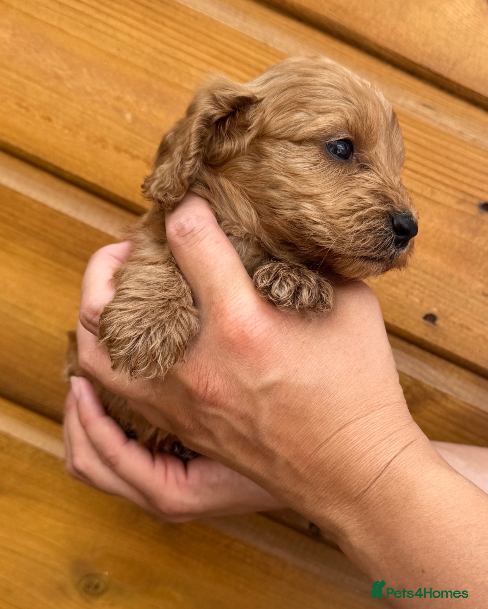 Cockapoo dogs Beautiful Litter of 6 Cockapoo  - Advert 1
