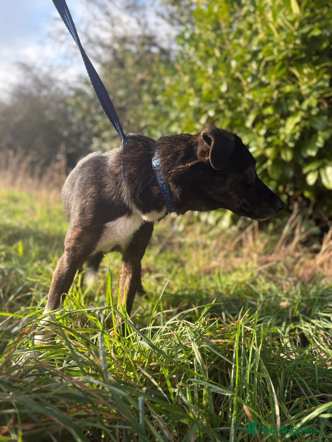 Mixed Breed dogs for adoption: Bonnie (Bokri) Norwich Norfolk  - Advert 8