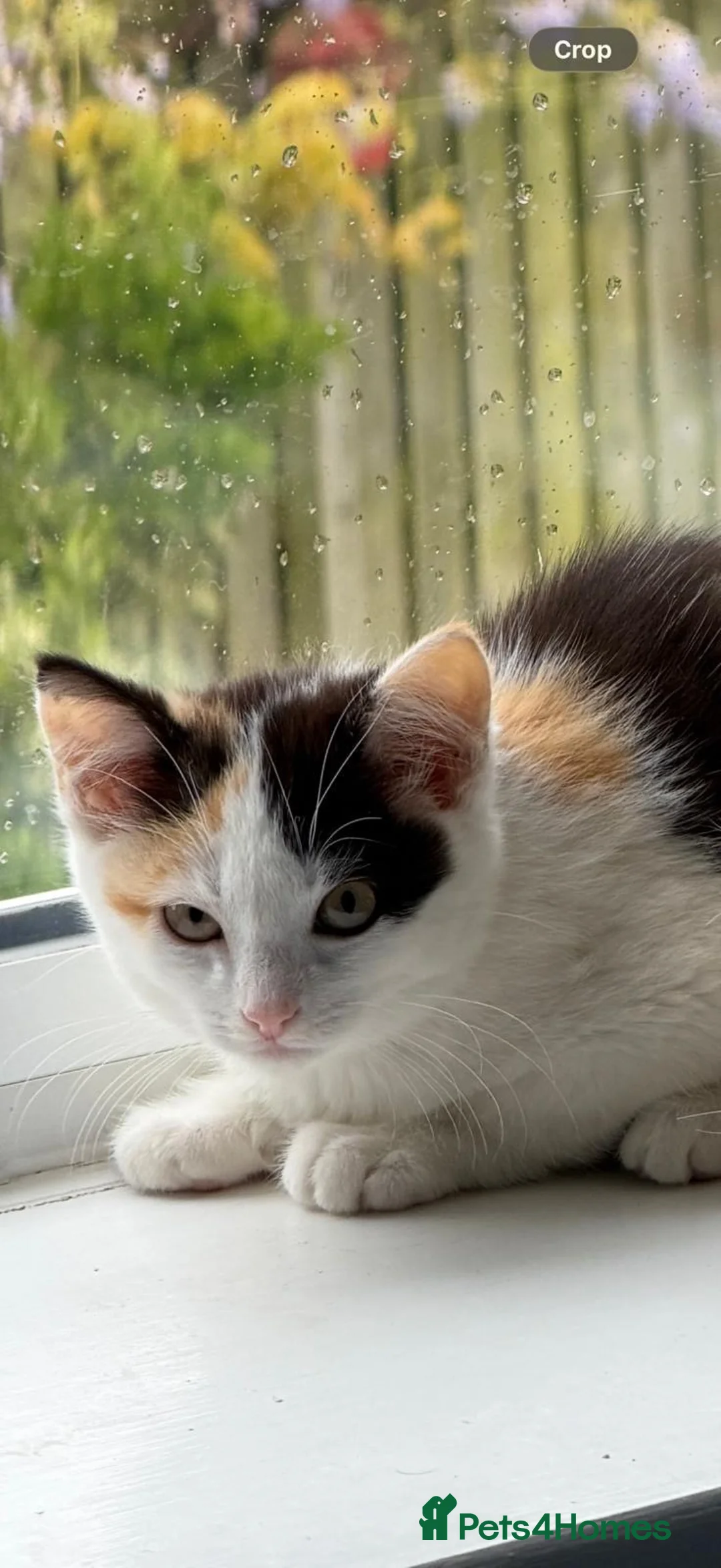 Mixed Breed cats for sale: Kitten 1 in Rotherham - Advert 2