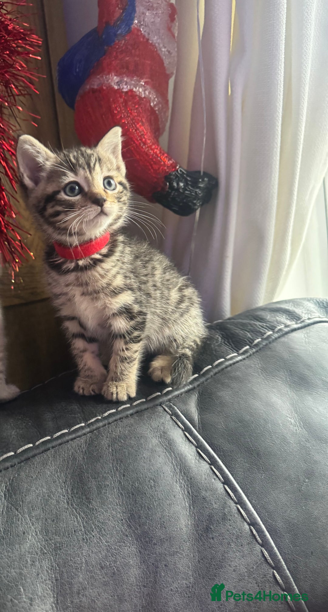 Mixed Breed cats for sale: Kittens needing loving homes  - Advert 10