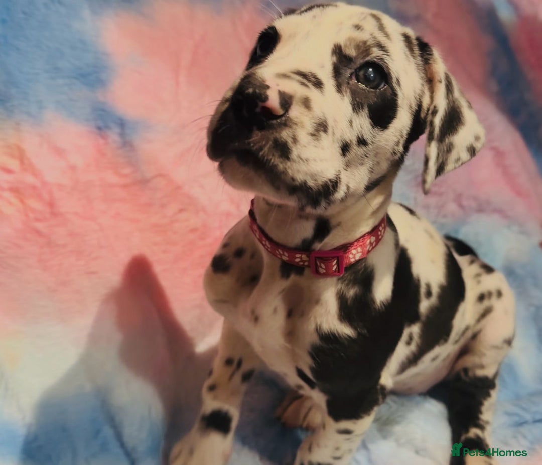 Great Dane dogs for stud: Solid Black Great Dane Stud KC Reg & Health tested - Advert 8