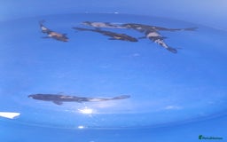 Koi Carp fish for sale: koi carp for sale - Image 3