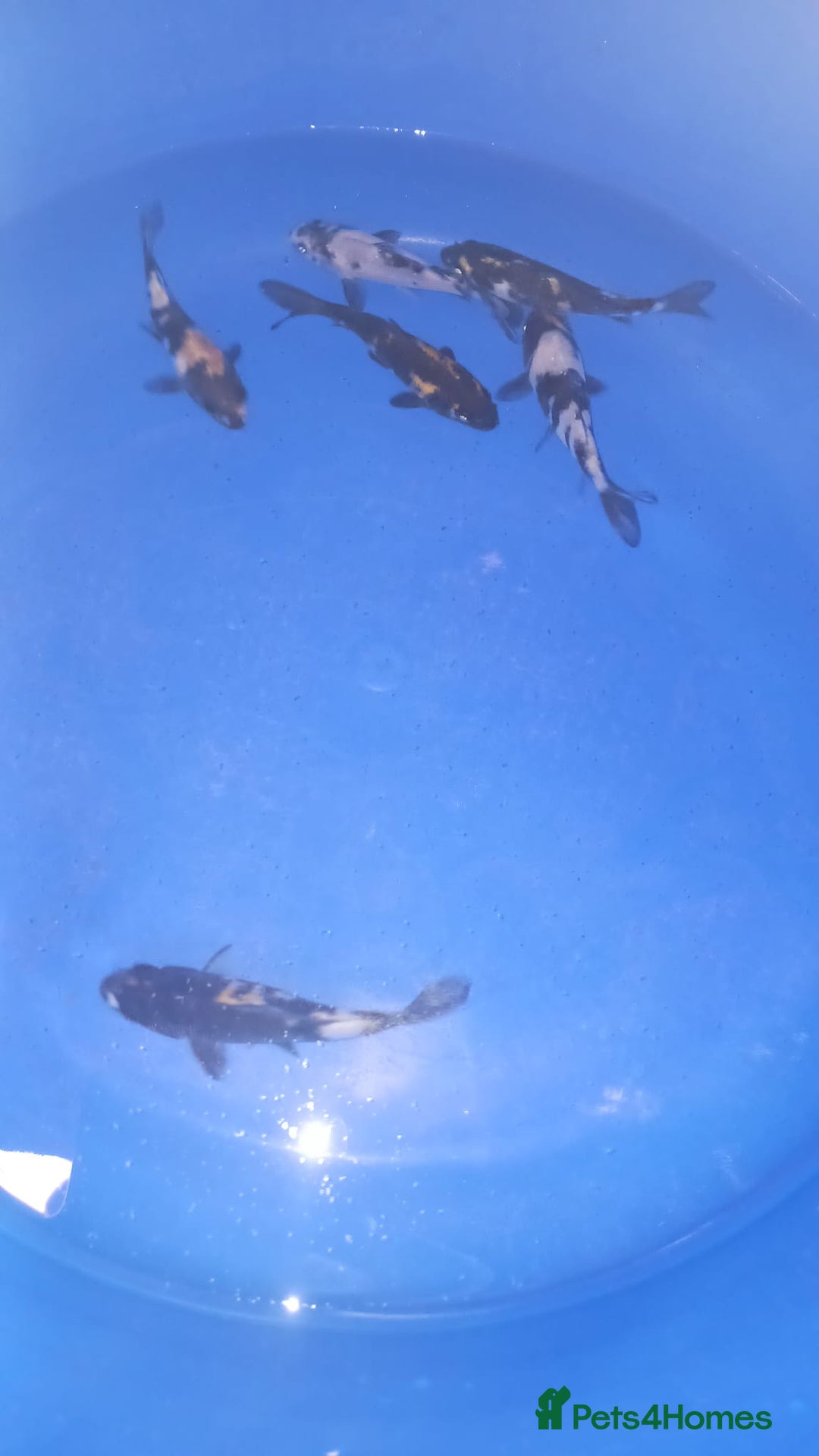 Koi Carp fish for sale: koi carp for sale - Image 3