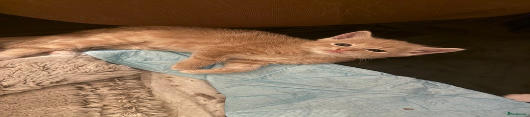 Ginger male 