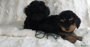 Toy Poodle dogs - Advert 2