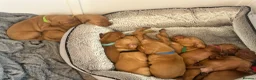 Hungarian Vizsla dogs for sale: Stunning Hungarian vizsla puppies x9 - Advert 18